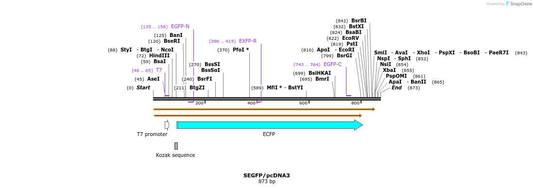80894_map