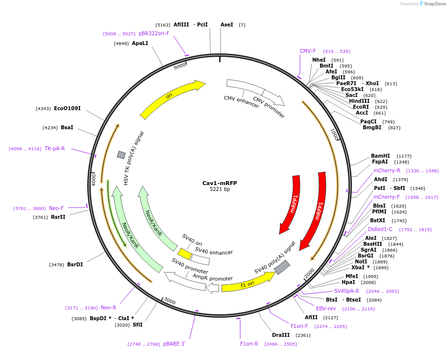 14434-plasmid-map-sequence-id-8090
