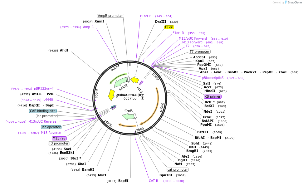 52307-plasmid-map-sequence-id-80929