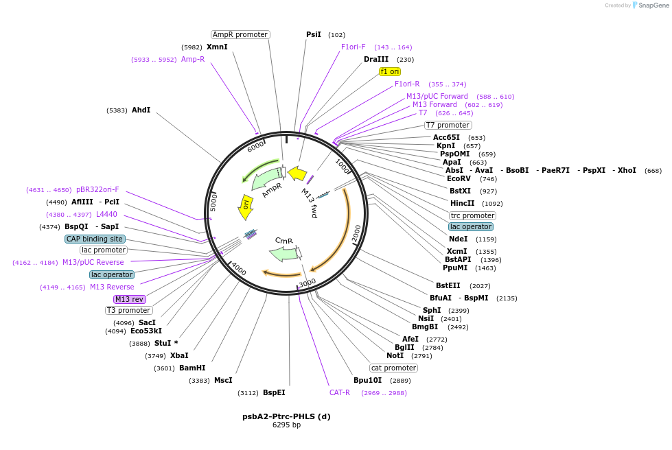 52309-plasmid-map-sequence-id-80932