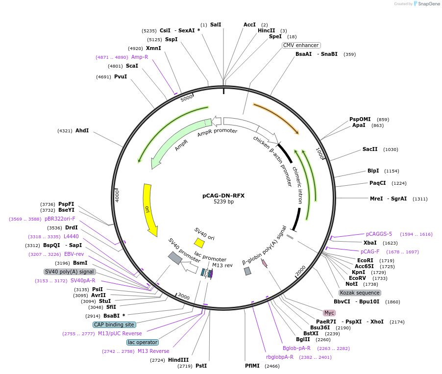 52296-plasmid-map-sequence-id-80942