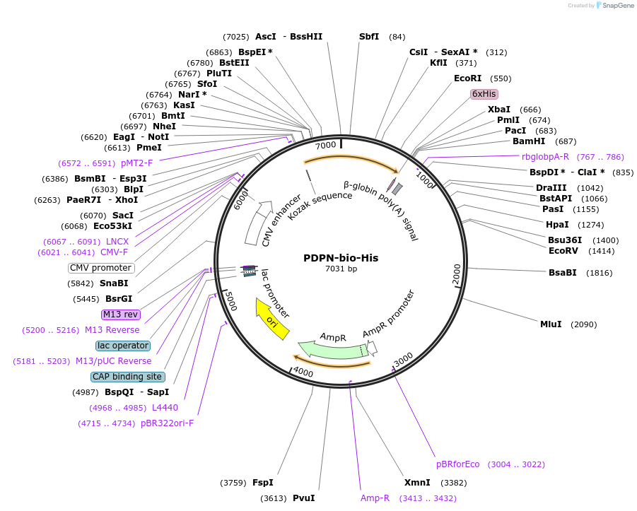 52313-plasmid-map-sequence-id-80943