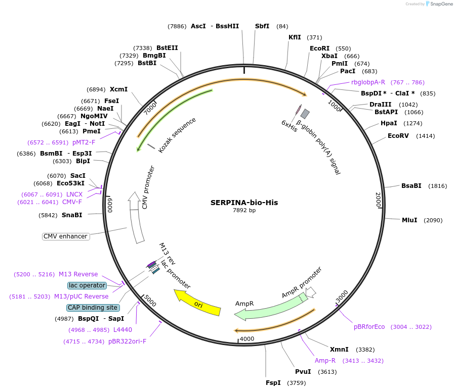 52182-plasmid-map-sequence-id-80945