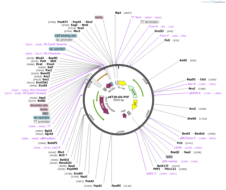 52137-plasmid-map-sequence-id-80978
