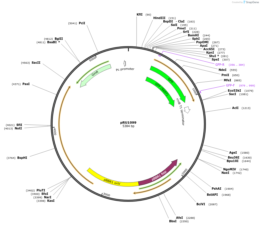 14464-plasmid-map-sequence-id-8098