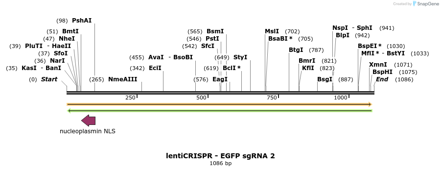 80981_map