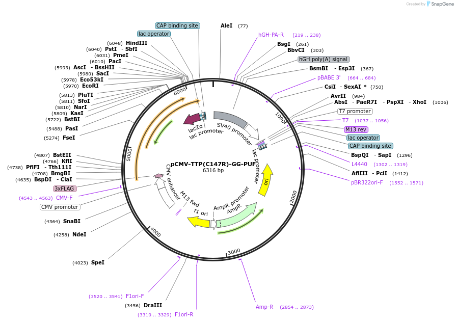 52138-plasmid-map-sequence-id-80986