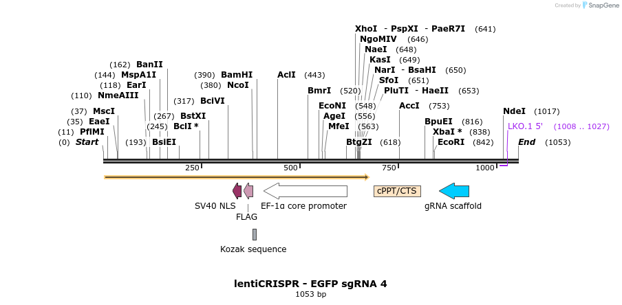 80989_map