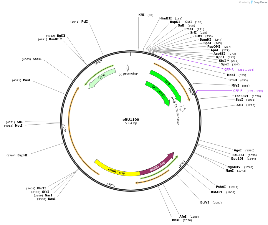 14465-plasmid-map-sequence-id-8099