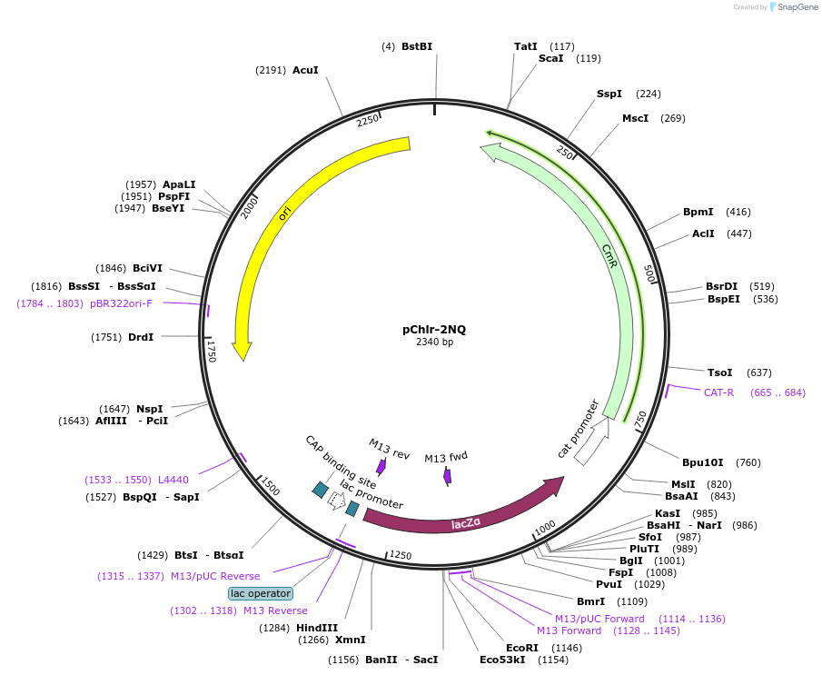 52145-plasmid-map-sequence-id-80992