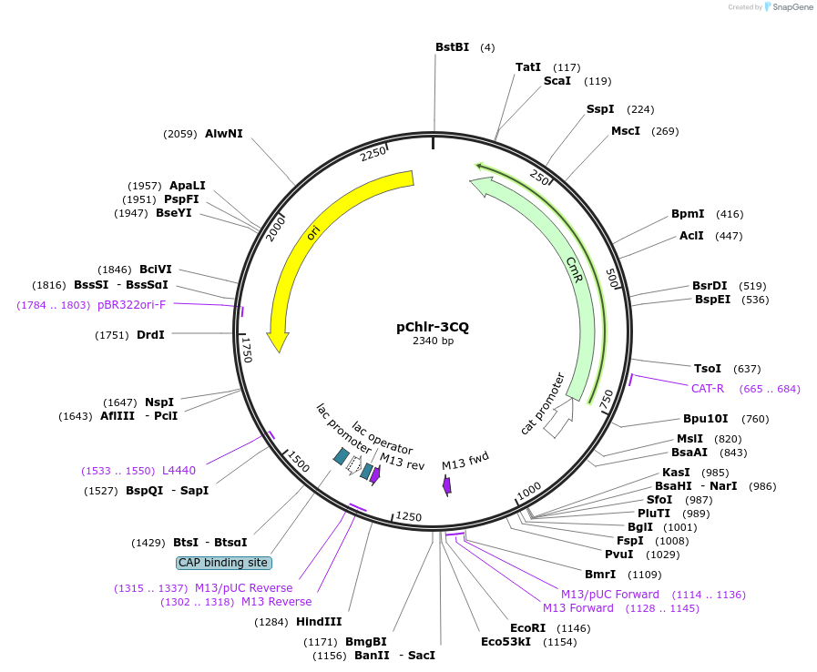 52147-plasmid-map-sequence-id-80993
