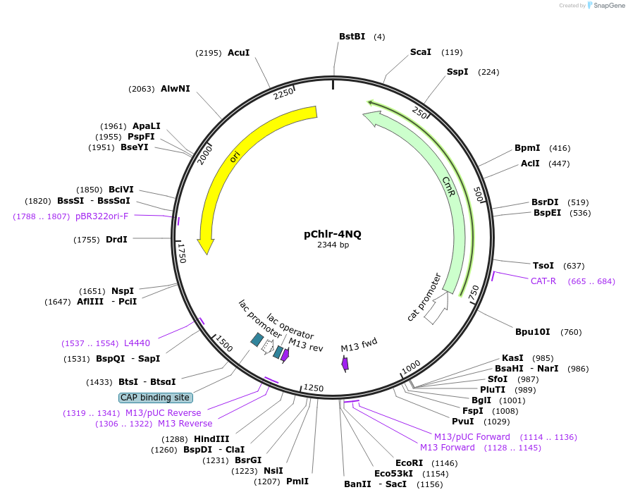 52153-plasmid-map-sequence-id-80994