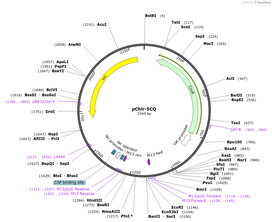52159-plasmid-map-sequence-id-80995