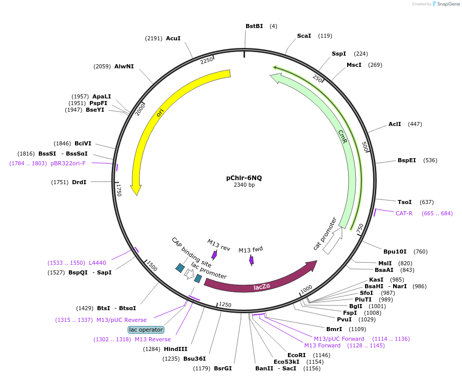 52165-plasmid-map-sequence-id-80996