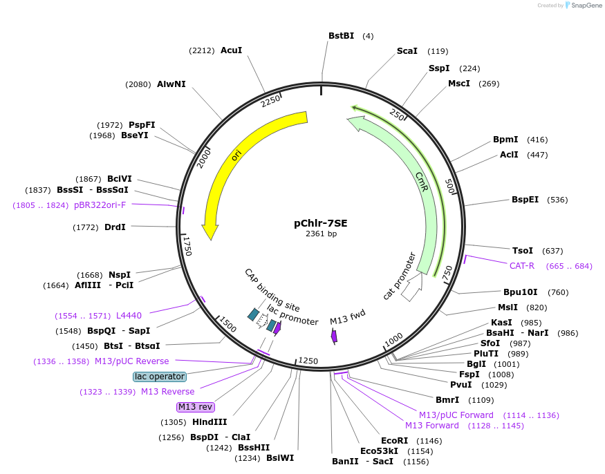 52168-plasmid-map-sequence-id-80997
