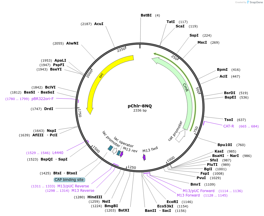 52173-plasmid-map-sequence-id-80998