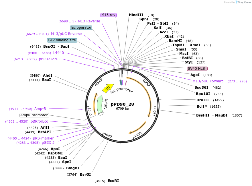 1470-plasmid-map-sequence-id-81