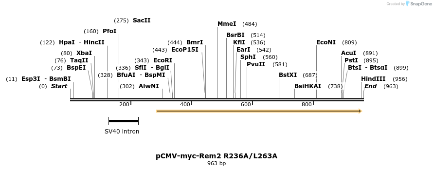 81006_map
