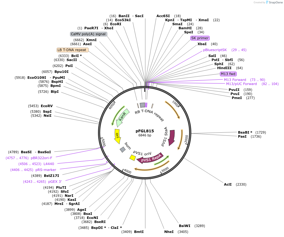 52322-plasmid-map-sequence-id-81025
