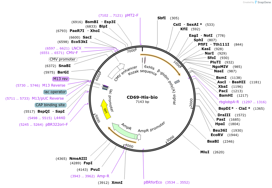 52328-plasmid-map-sequence-id-81044