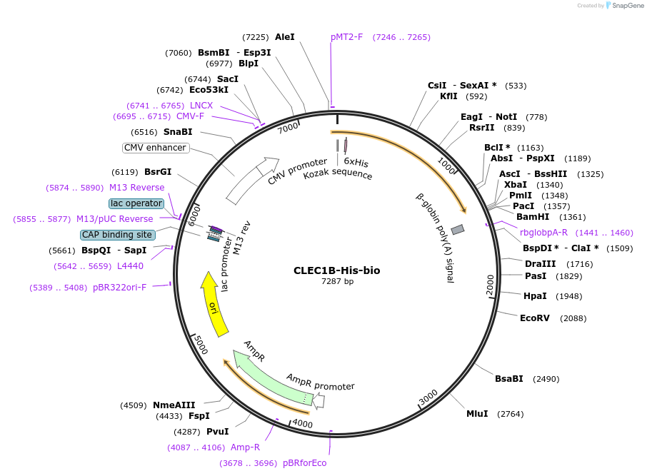 52329-plasmid-map-sequence-id-81045