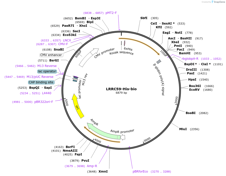 52330-plasmid-map-sequence-id-81047
