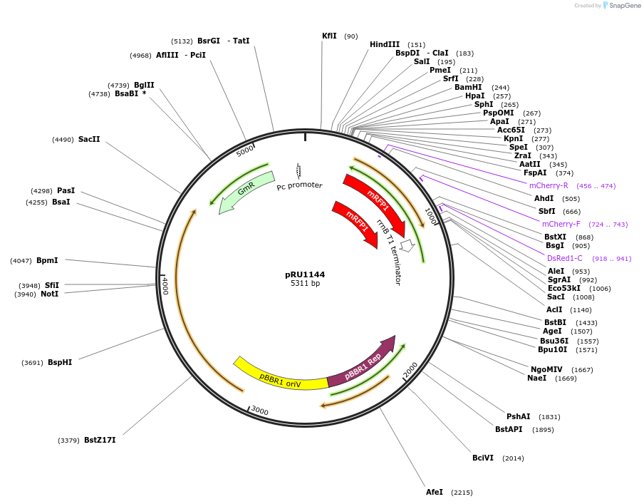 14471-plasmid-map-sequence-id-8105