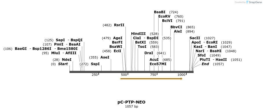 81051_map