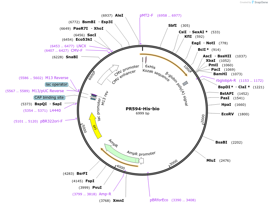 52332-plasmid-map-sequence-id-81052