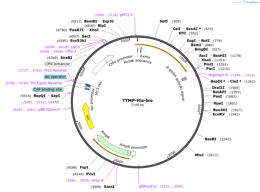 52335-plasmid-map-sequence-id-81056