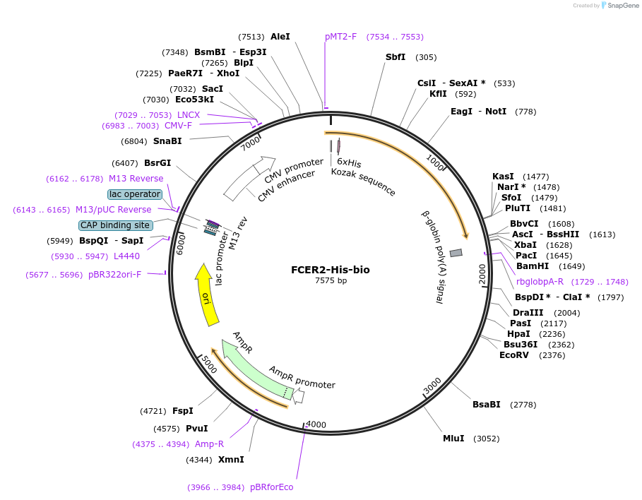 52336-plasmid-map-sequence-id-81057