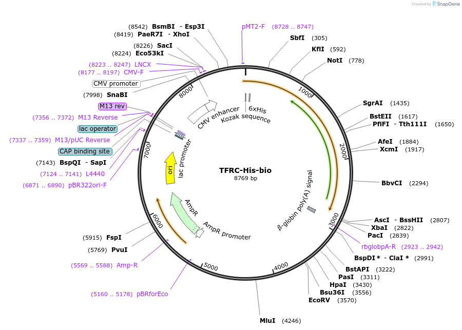 52338-plasmid-map-sequence-id-81059