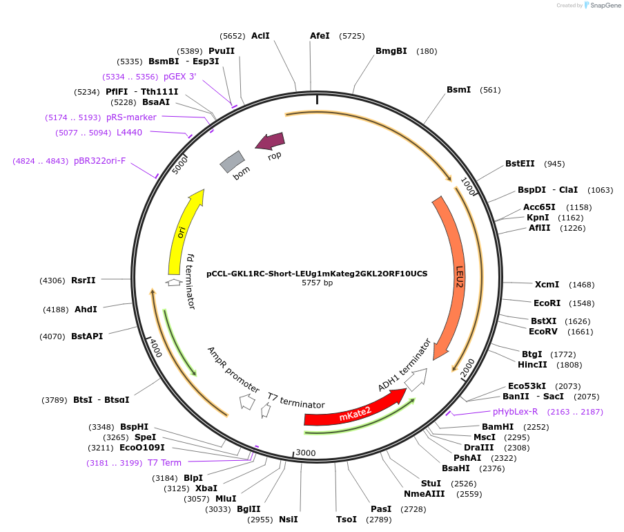 52345-plasmid-map-sequence-id-81070