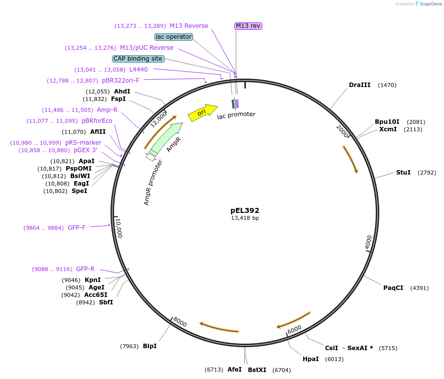 52348-plasmid-map-sequence-id-81071