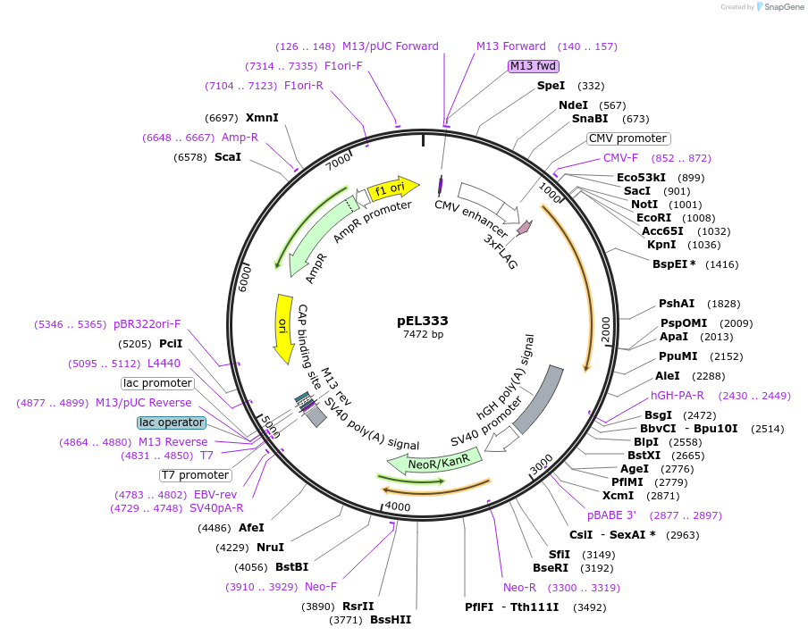 52349-plasmid-map-sequence-id-81074