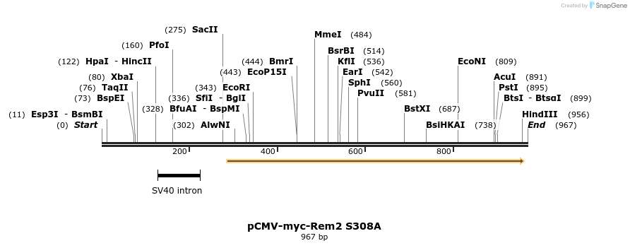 81081_map