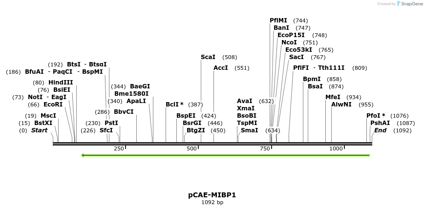81097_map