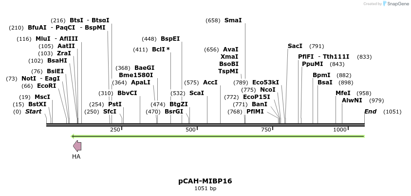 81102_map