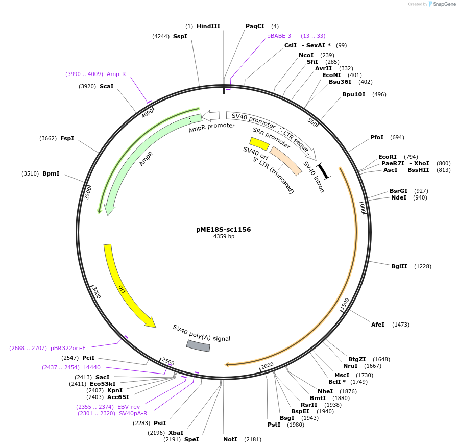 81137_map