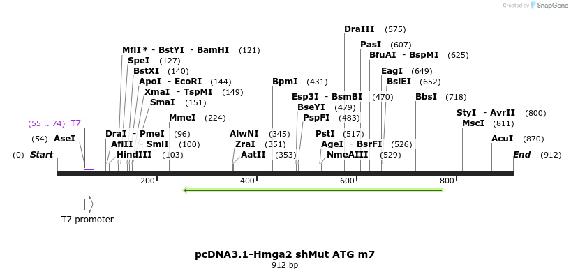 81152_map