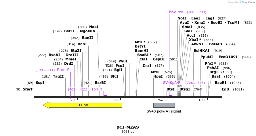81156_map