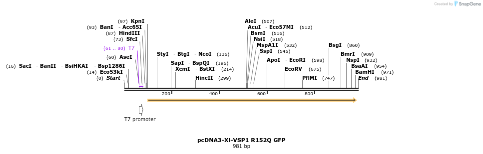 81166_map