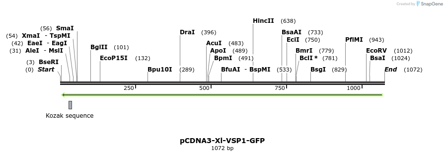 81217_map