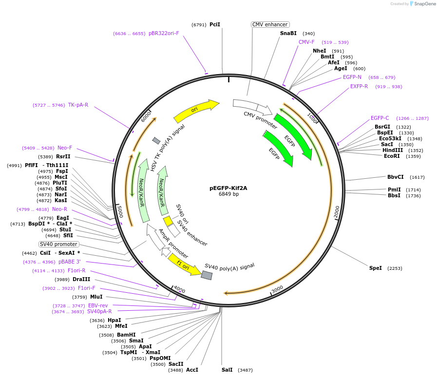 52401-plasmid-map-sequence-id-81224
