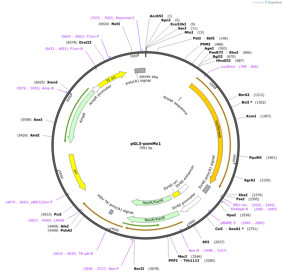 30536-plasmid-map-sequence-id-81250