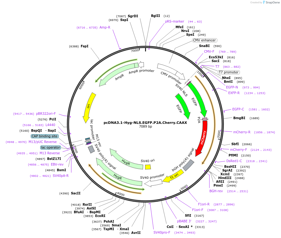 52421-plasmid-map-sequence-id-81252