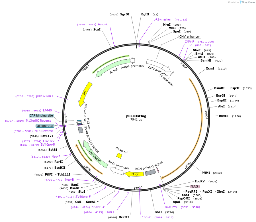 52422-plasmid-map-sequence-id-81257