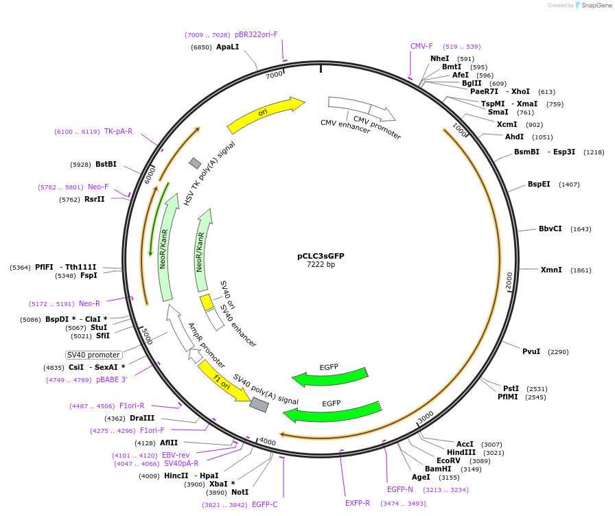 52423-plasmid-map-sequence-id-81258