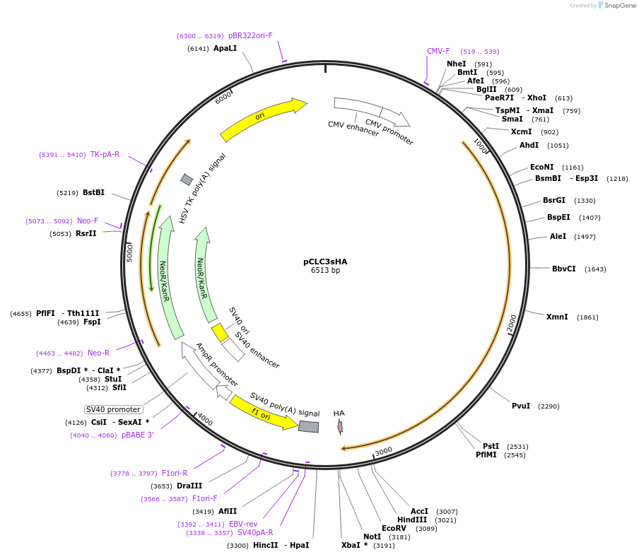 52424-plasmid-map-sequence-id-81260