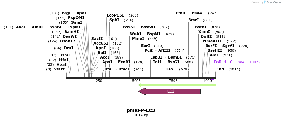 81322_map